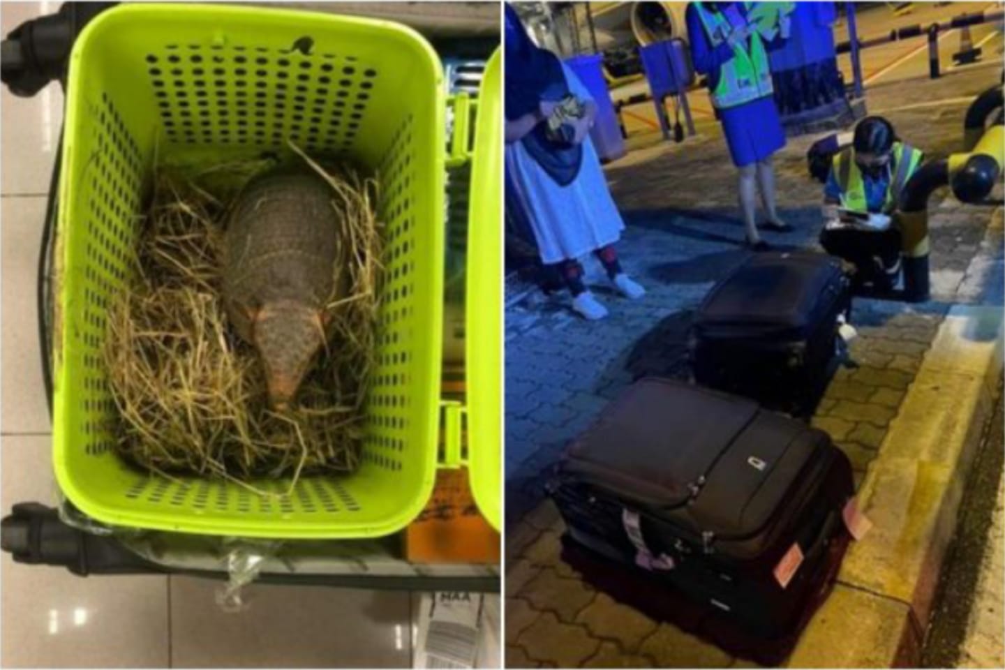 Dupla é presa ao tentar embarcar em avião com 2 tatus, 20 cobras e 50 camaleões