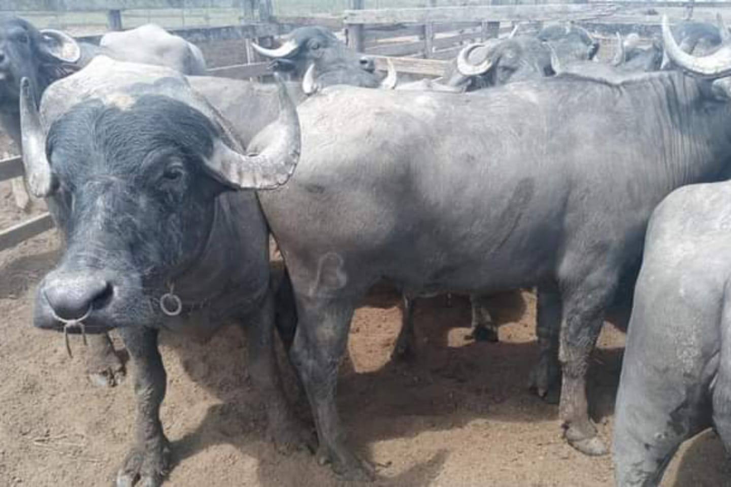 Dupla é presa por furtar e matar búfalos para vender carne no Pará