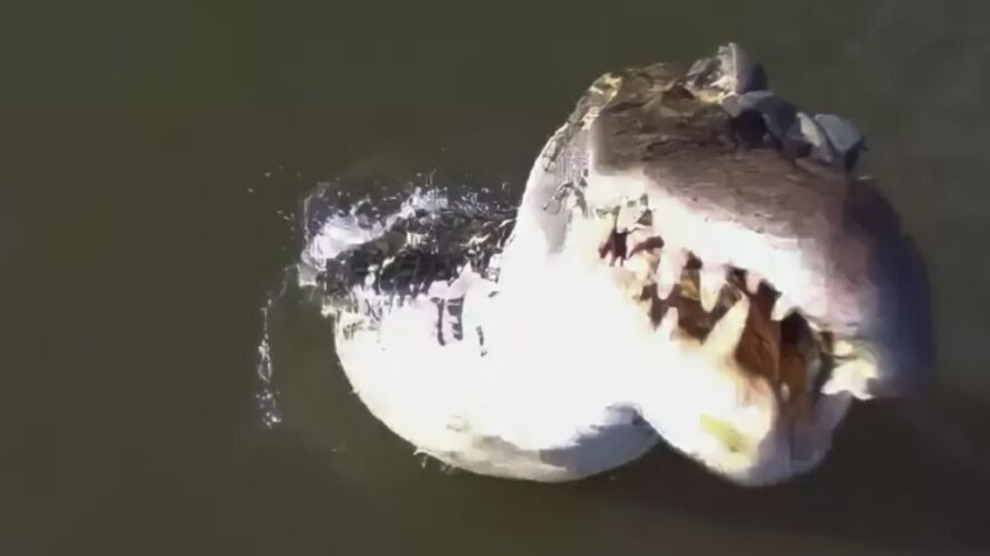VÍDEO: Jacaré ‘salta’ de rio e abocanha drone de R$ 7 mil no Tocantins
