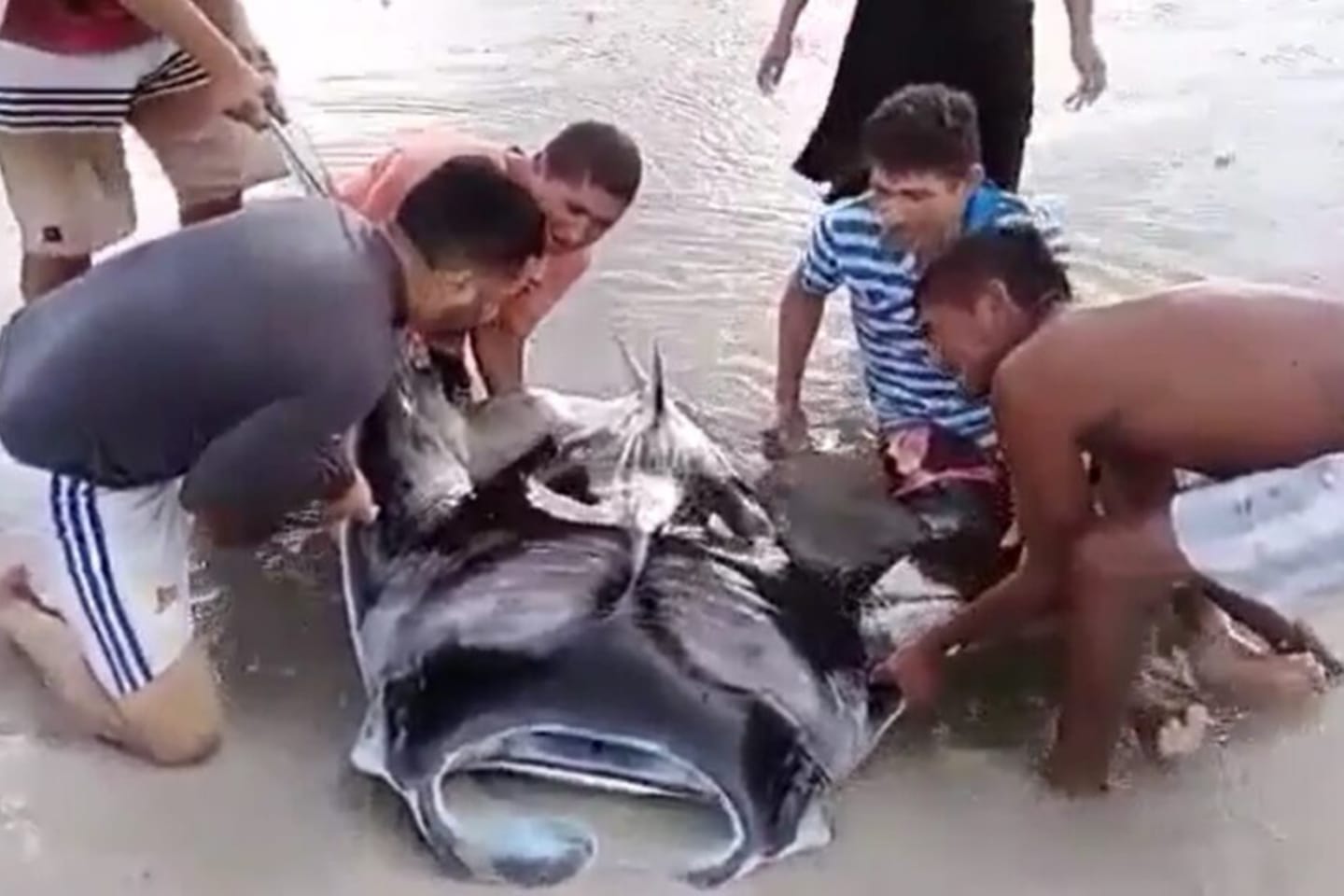 VÍDEO: Pescadores encontram arraia gigante encalhada em praia no interior do Pará