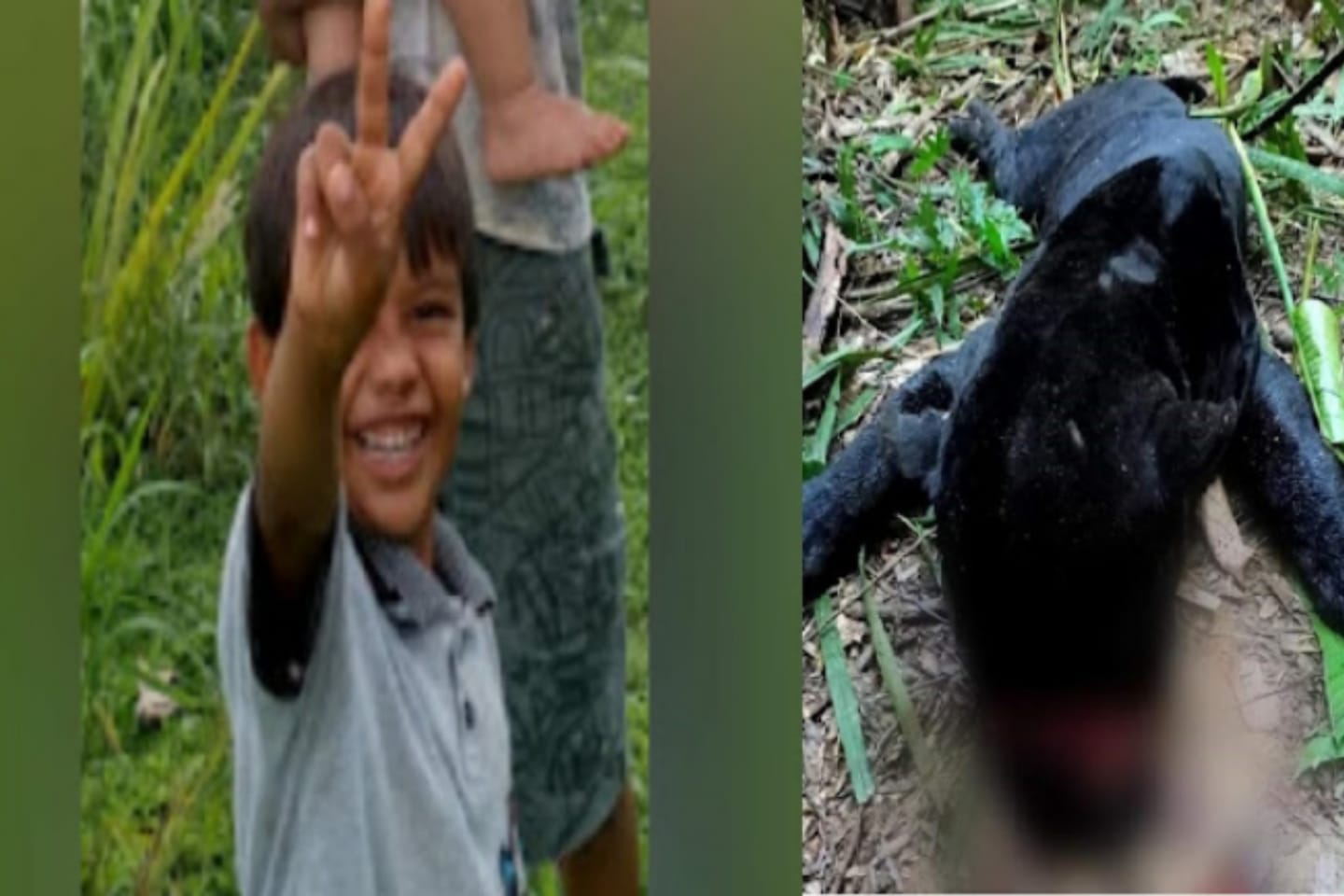 Onça que teria matado menino é morta no sudoeste do Pará