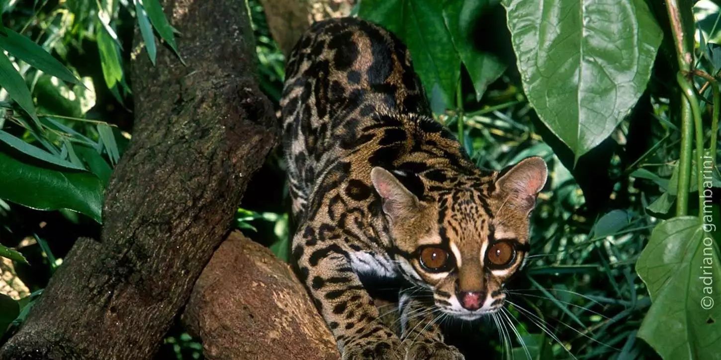 Gato-maracajá é encontrado morto na BR-230