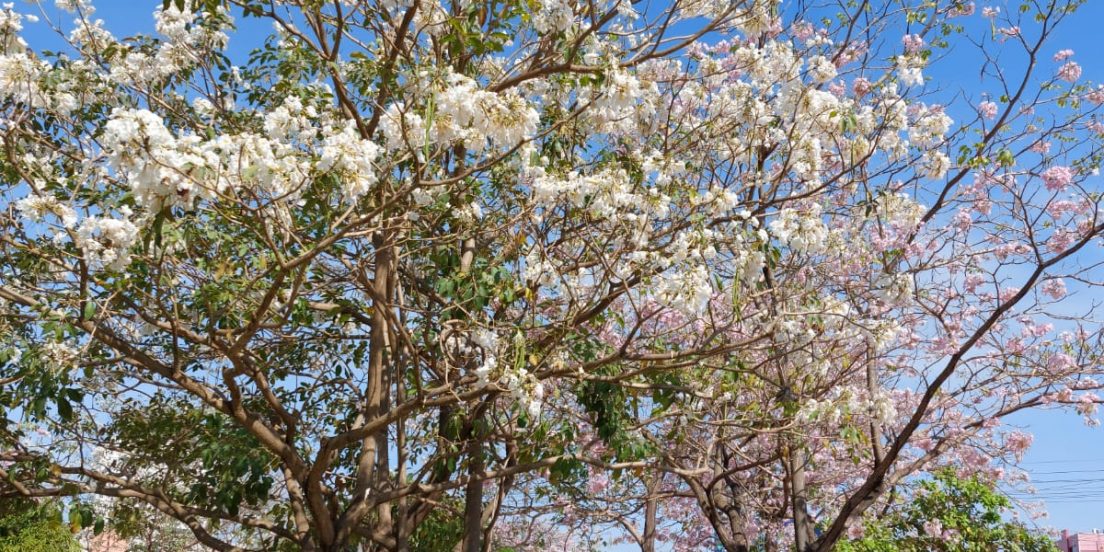 Florada de ipês colore ruas e torna Marabá mais bela