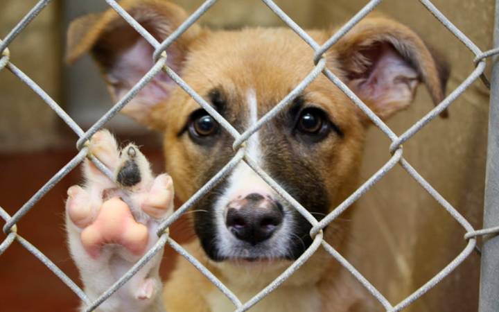 Alepa aprova projeto que obriga autor a pagar despesas por maus-tratos a animais