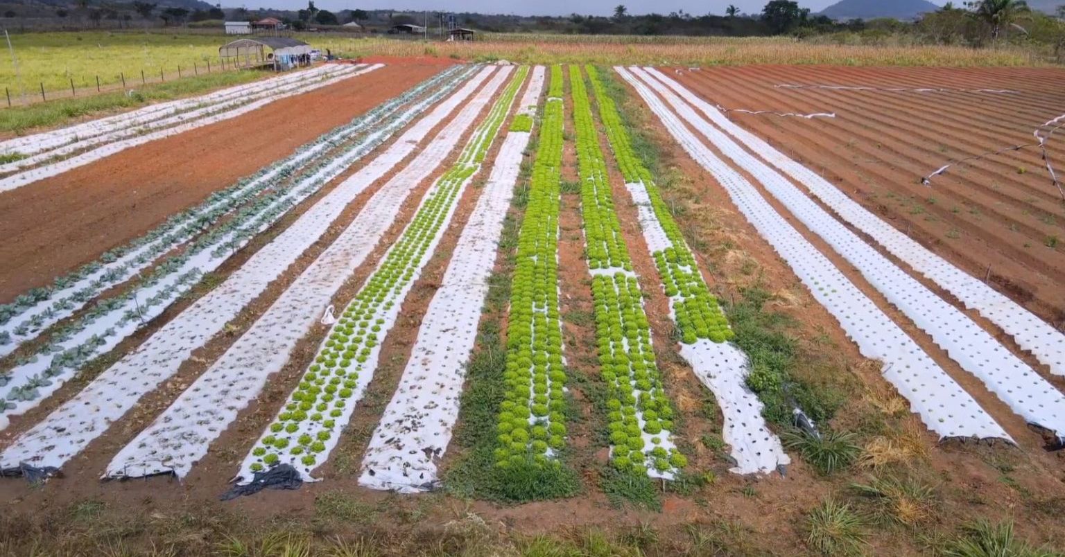 Investimento impulsiona produção de alface em Canaã dos Carajás