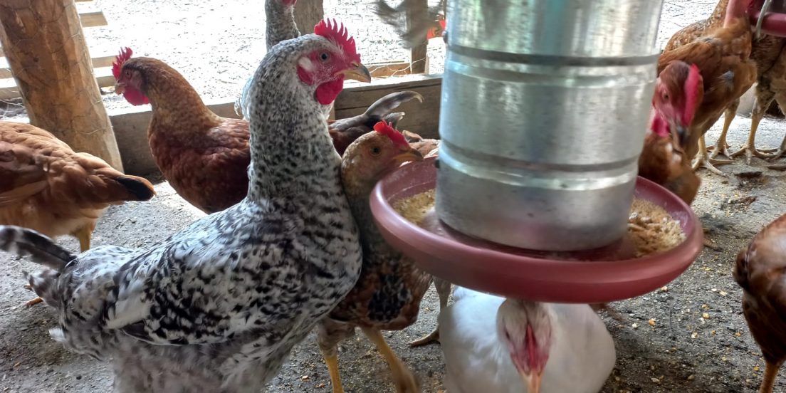 Seagri incentiva avicultura na zona rural de Marabá