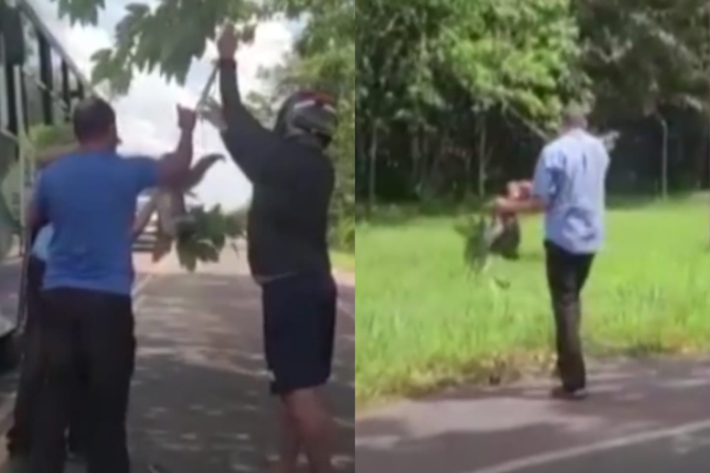 Bicho-preguiça é resgatado após quase ser atingido por veículos em estrada no Pará