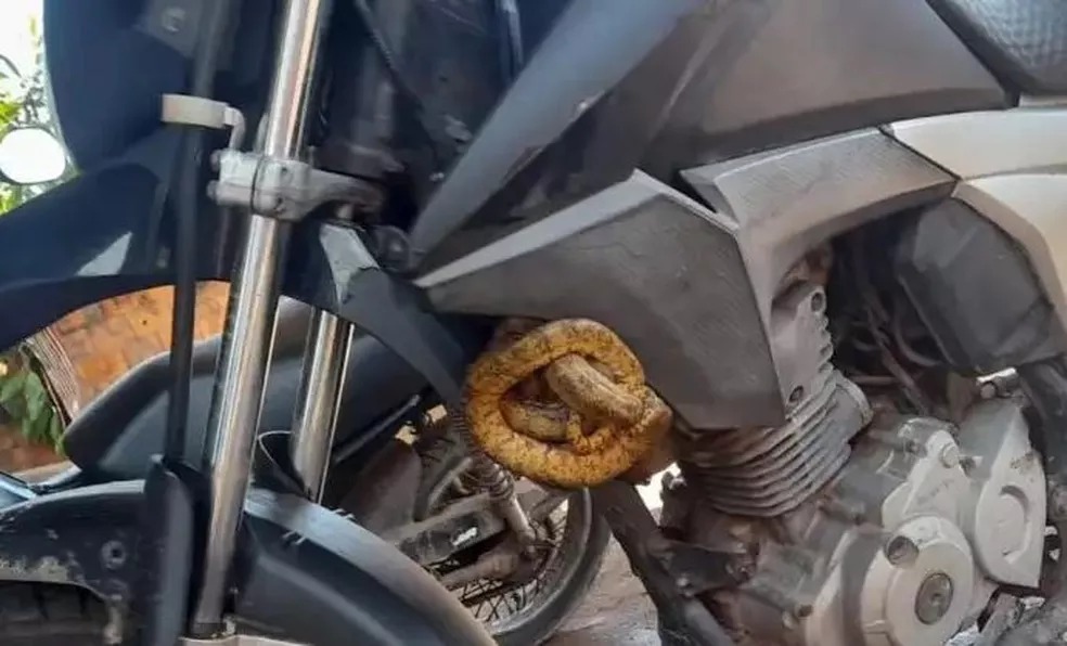 Motociclista percorre 40 km com cobra venenosa de ‘carona’ no nordeste do Pará