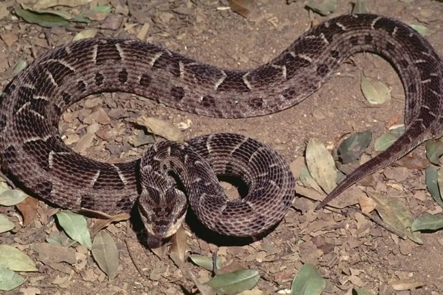 Pará registra aumento no aparecimento de cobras; saiba como se prevenir