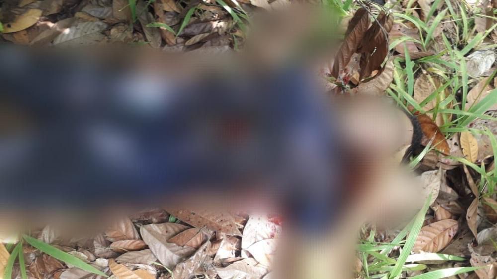 Homem é executado a tiros em lavoura de cacau no Pará