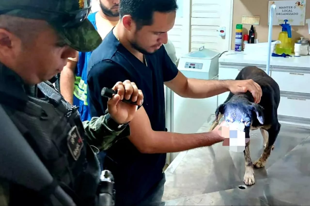 Cachorro vítima de maus-tratos é resgatado com focinho decepado no Pará