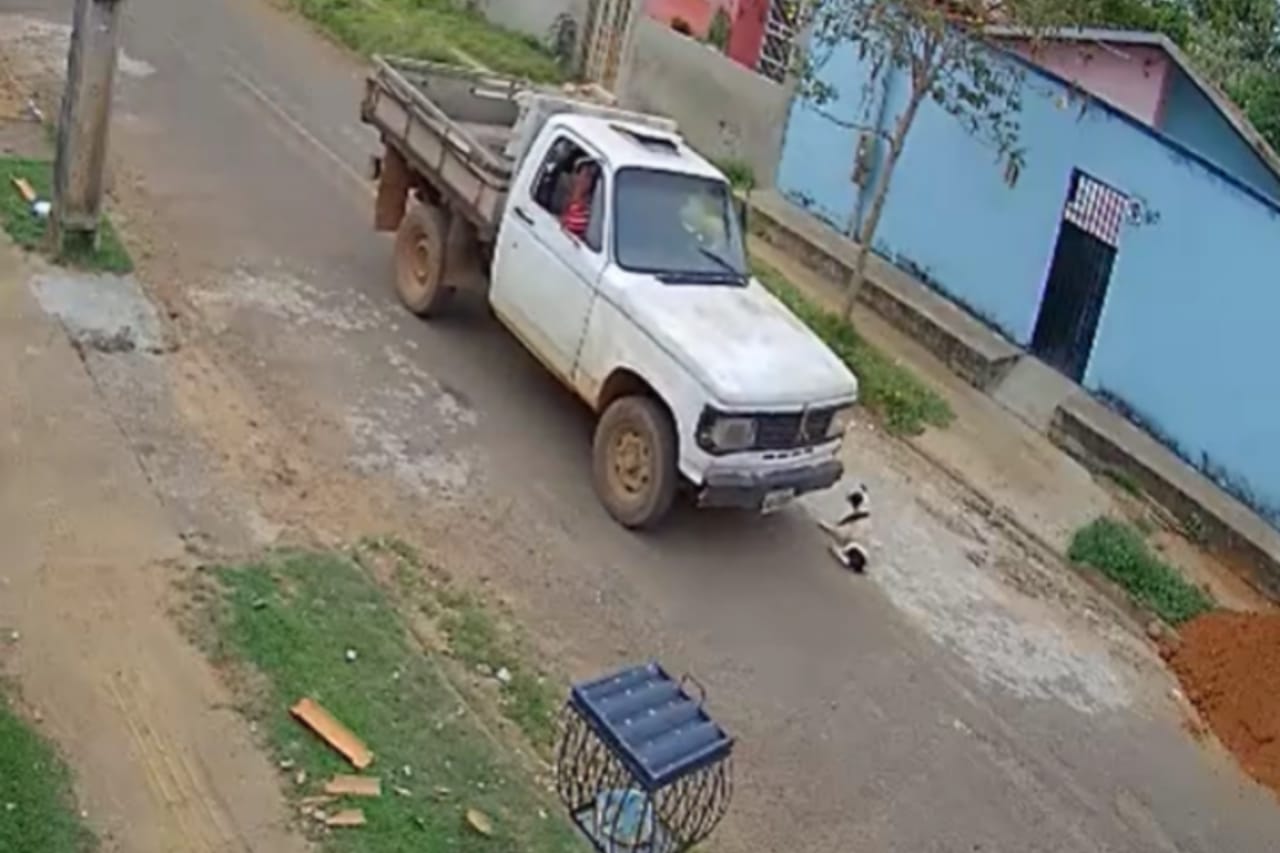 Motorista de caminhão atropela cachorro de propósito no Pará