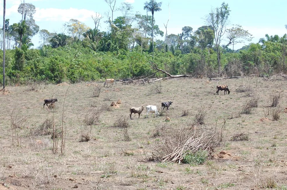 PF prende líder de movimento que impediu operação em terra indígena no sul do Pará