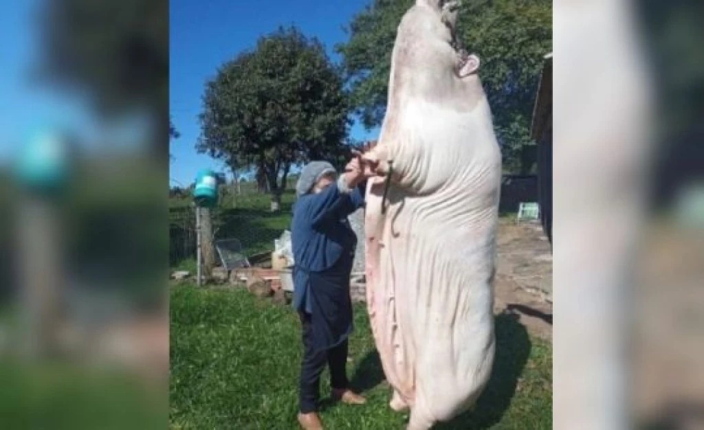 Porco gigante é carneado e imagem viraliza nas redes sociais