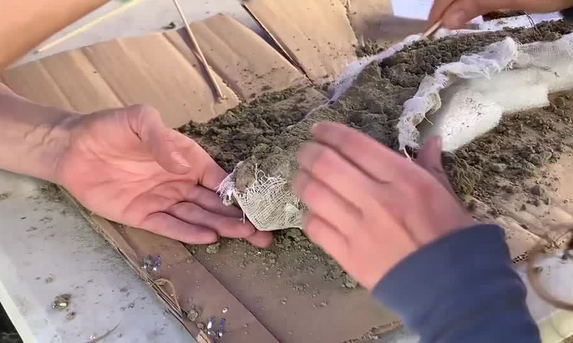 Cientistas descobrem restos de elefante de 12 mil anos no Sul do Chile
