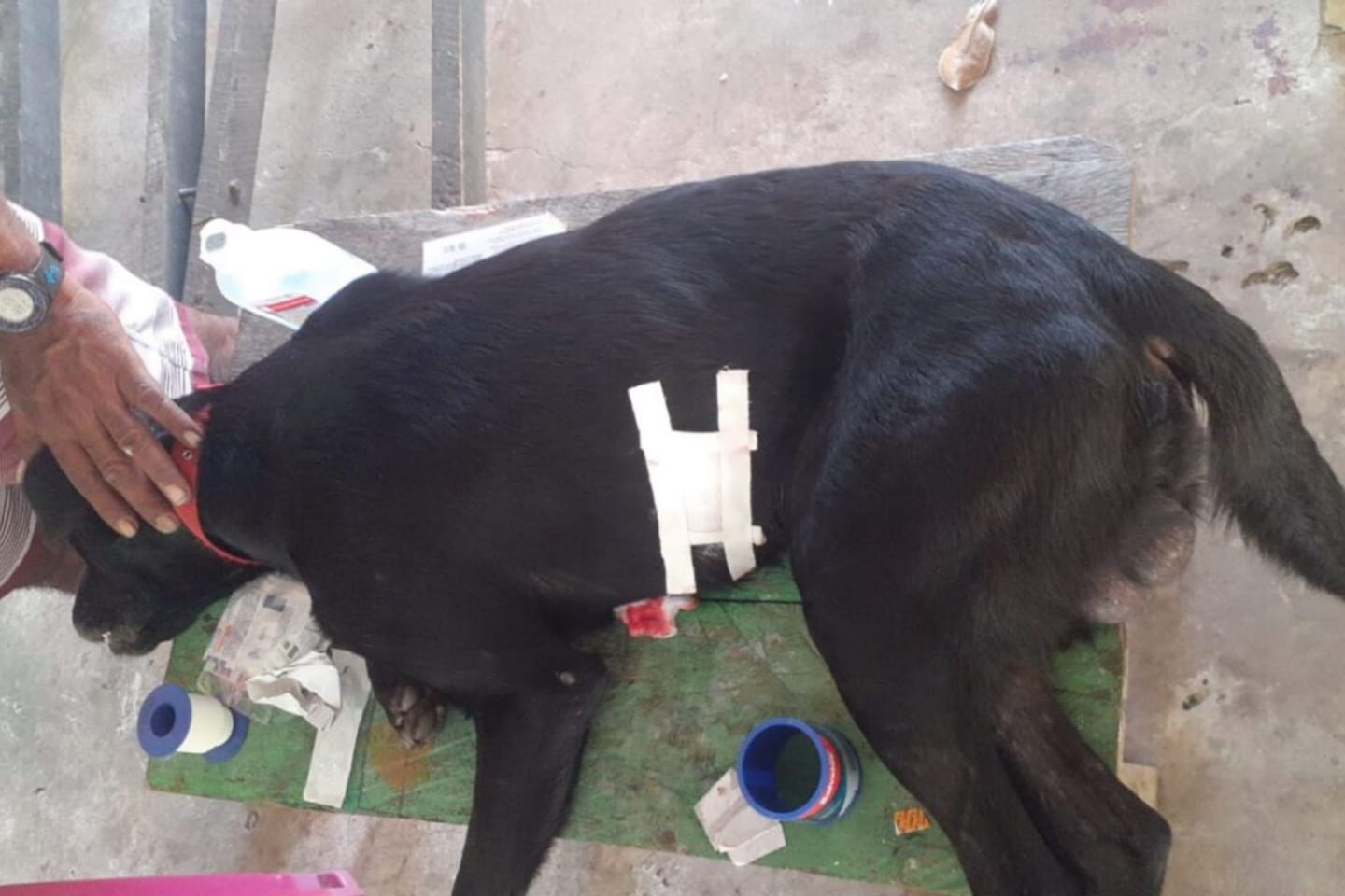 Cachorro é agredido com golpes de facão no Marajó