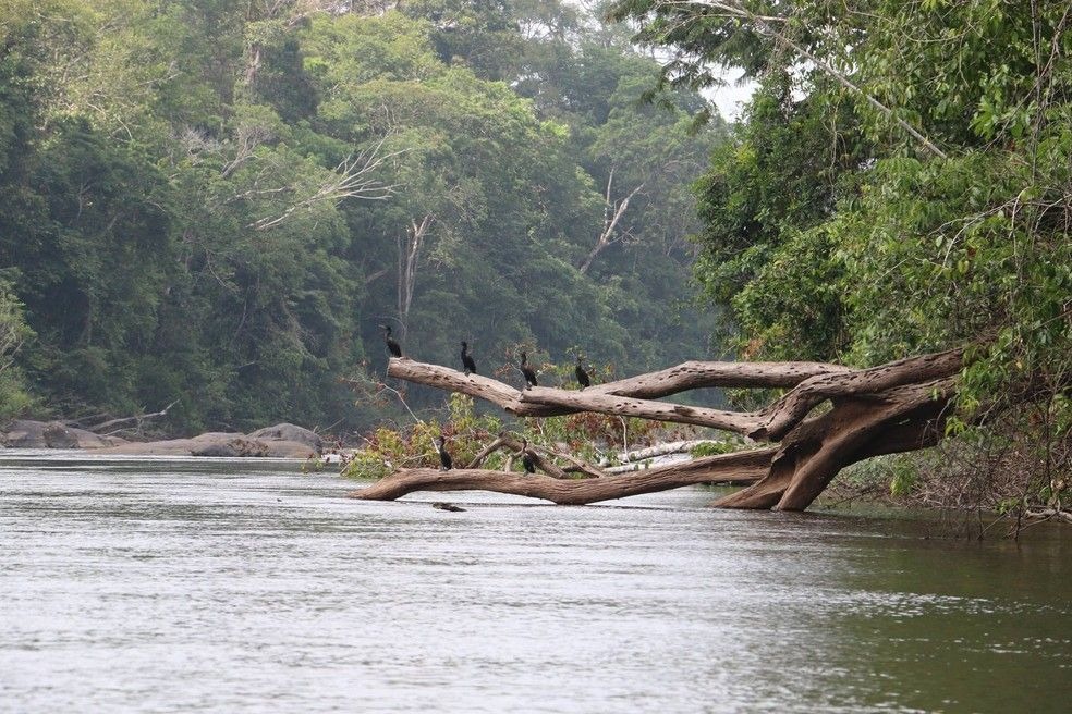 Justiça Federal proíbe leilão de área com registro de indígenas isolados no sudoeste do Pará