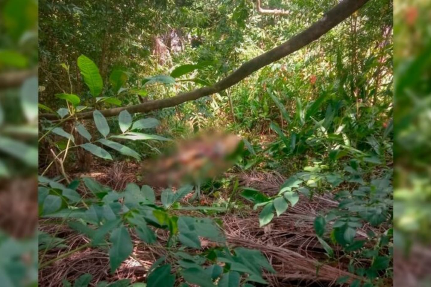 Corpo de muher é encontrado em terreno baldio no Pará