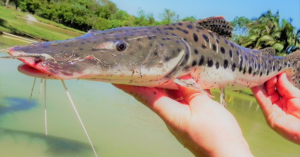 Pesca do pintado será proibida a partir de dezembro em todo o país