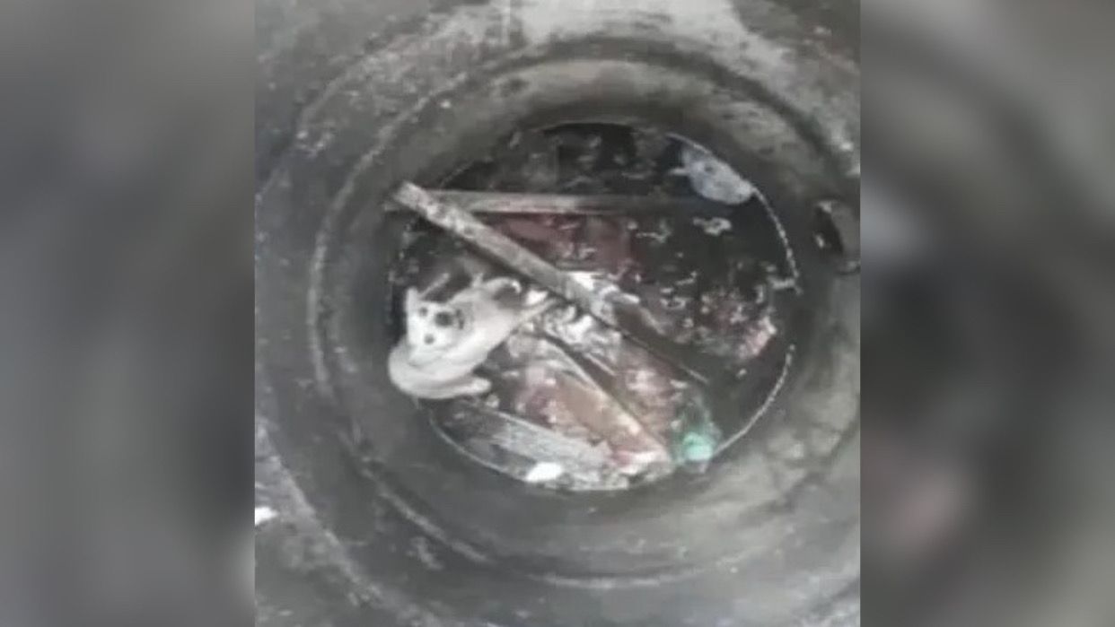 Cachorro é resgatado após ficar preso em bueiro sem tampa no Pará