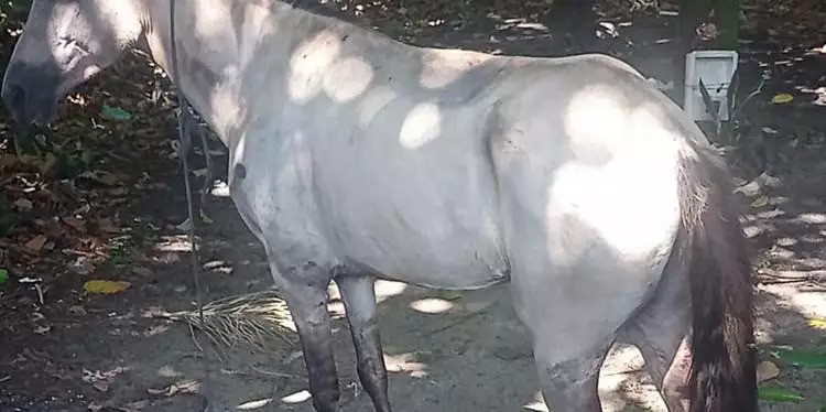 Cavalo com a pata quebrada é abandonado no Pará