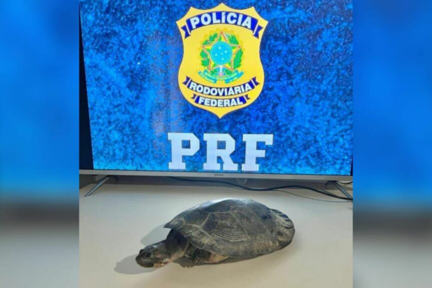 PRF encontra tracajá dentro de mochila durante fiscalização no Pará