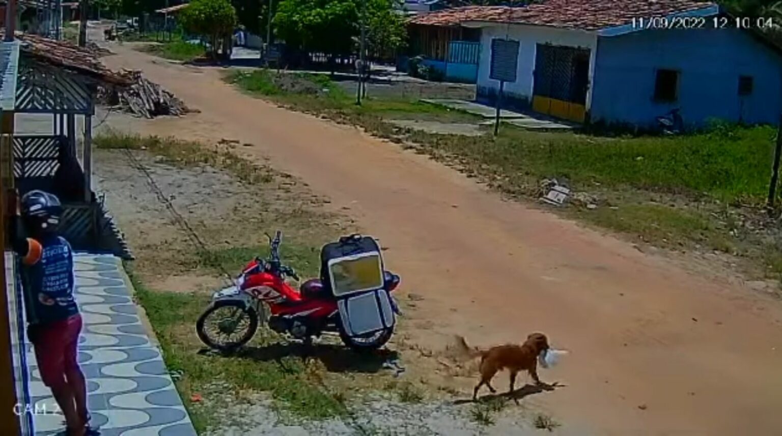 VÍDEO: Vira-lata caramelo ‘furta’ marmita de entregador no Pará