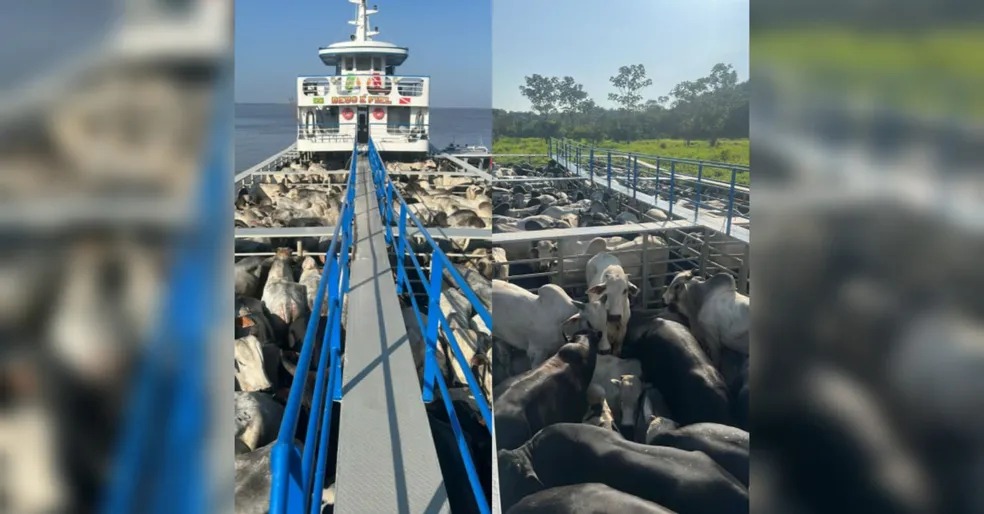 Fiscalização apreende 200 cabeças de gado no interior do Pará