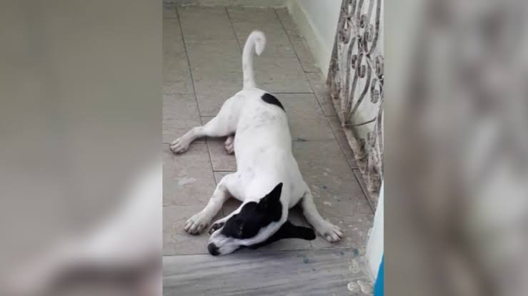 Ex-PM acusado de matar cachorro a tiros é condenado a mais de 4 anos de prisão no Pará