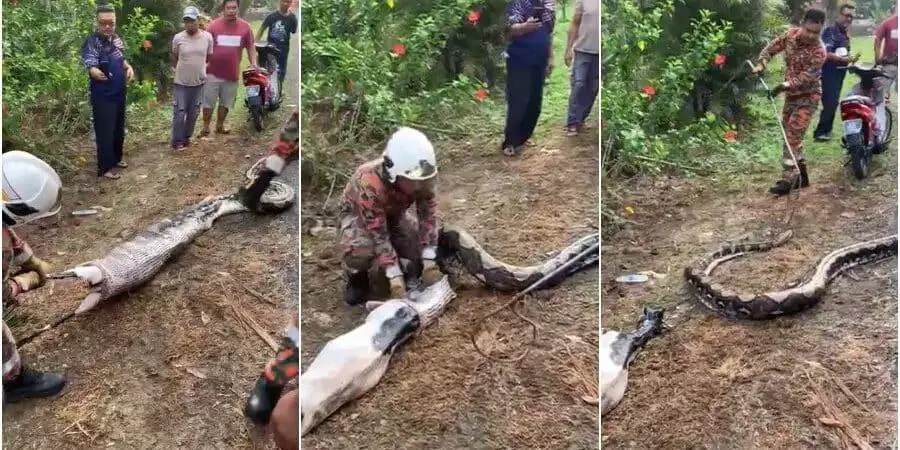 VÍDEO: Cobra píton é encontrada com uma cabra inteira no estômago