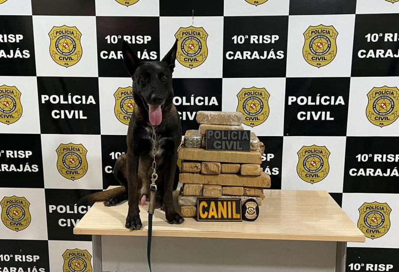 Guarda Municipal de Marabá abre 40 vagas para curso de operações com cães