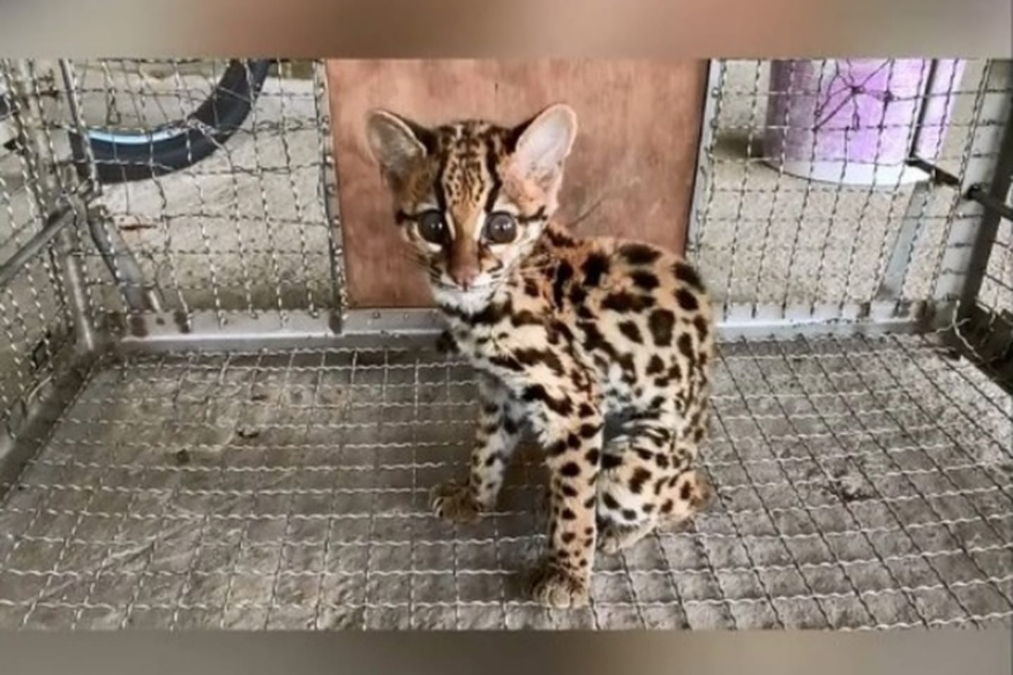 Ameaçado de extinção, gato-maracajá é resgatado em Benevides