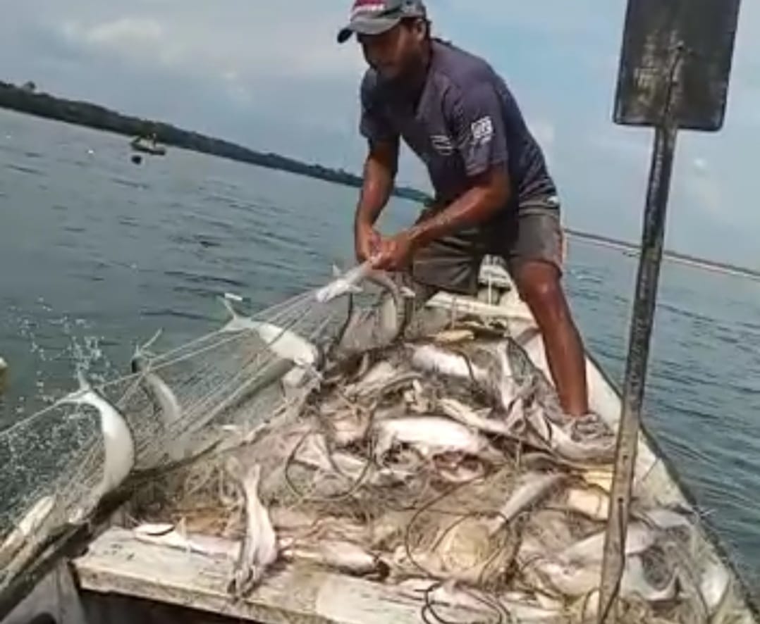 Casal captura cardume de mapará no Rio Tocantins, em Marabá
