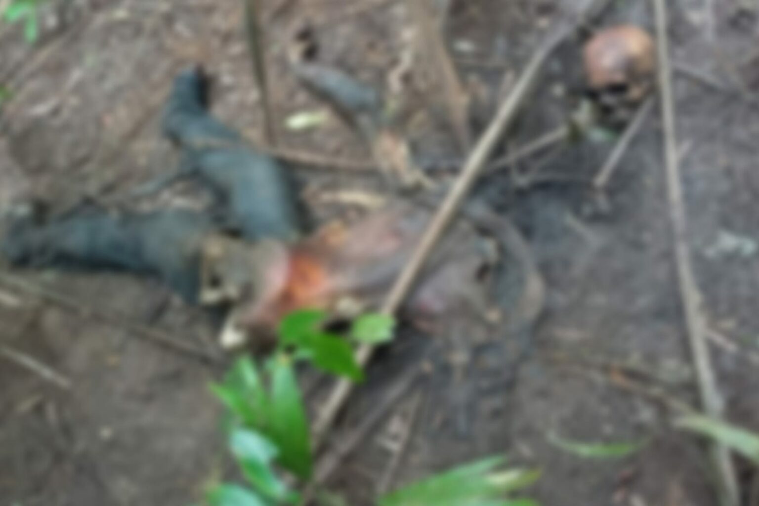 Corpo é encontrado em estado avançado de decomposição no Pará
