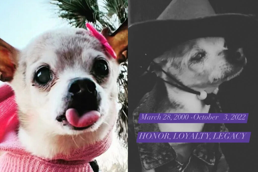 Morre aos 22 anos Peebles, a cachorrinha mais velha do mundo