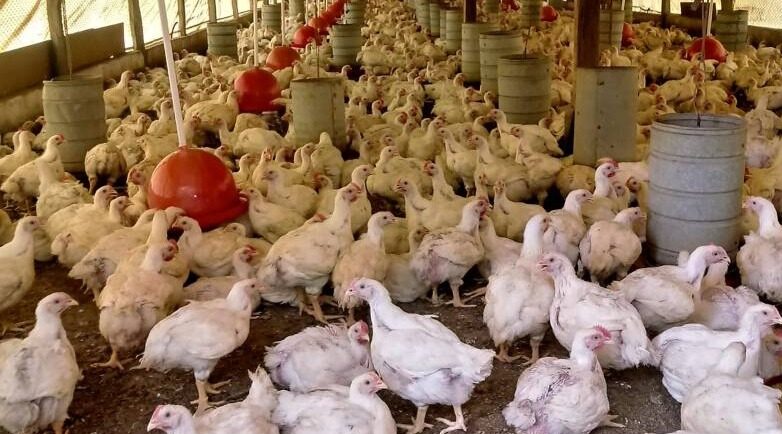 Pará intensifica fiscalização após alerta sobre Influenza aviária na Colômbia