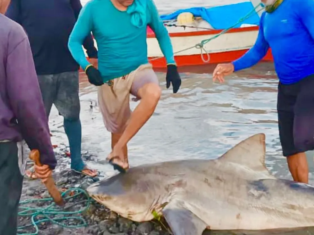 Tubarão de 2 metros é capturado em praia no Pará