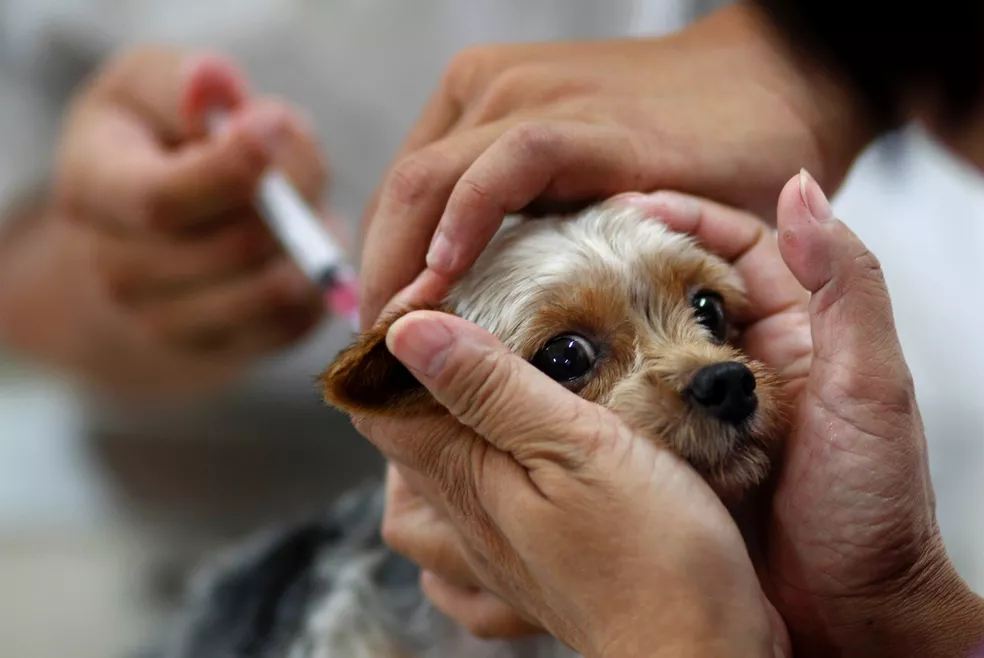 Marabá atinge meta de vacinação antirrábica