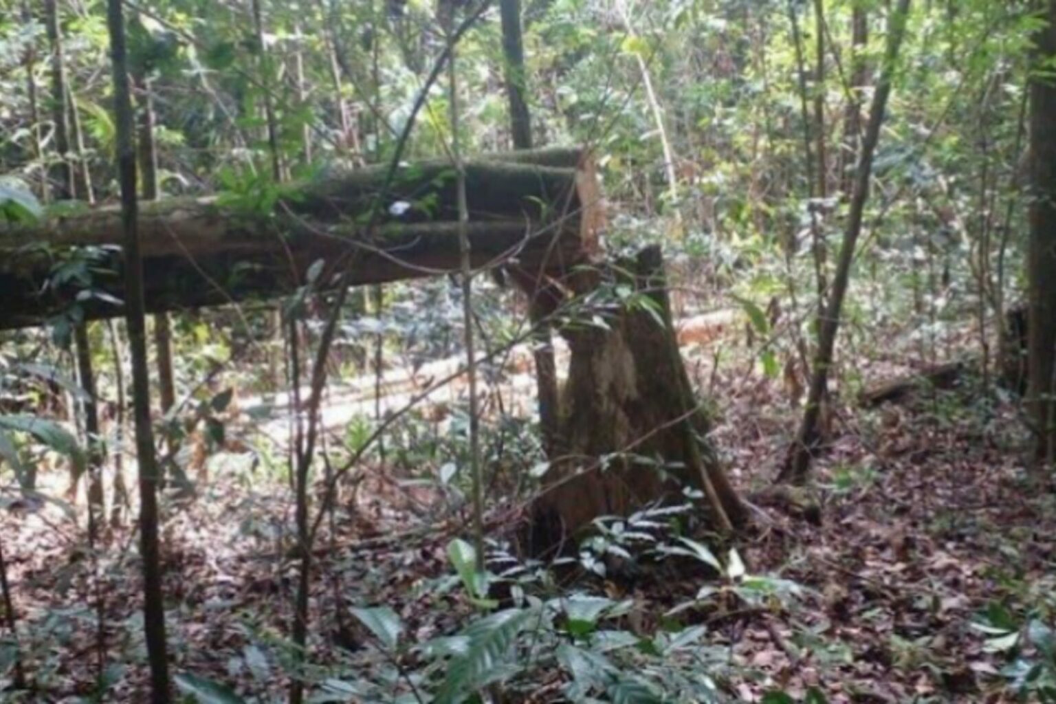Homem é preso por crime ambiental e porte ilegal de arma de fogo de uso restrito no Pará