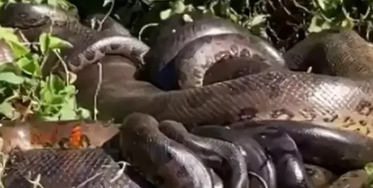 Casal encontra ‘bolo de sucuri’ acasalando às margens de rio