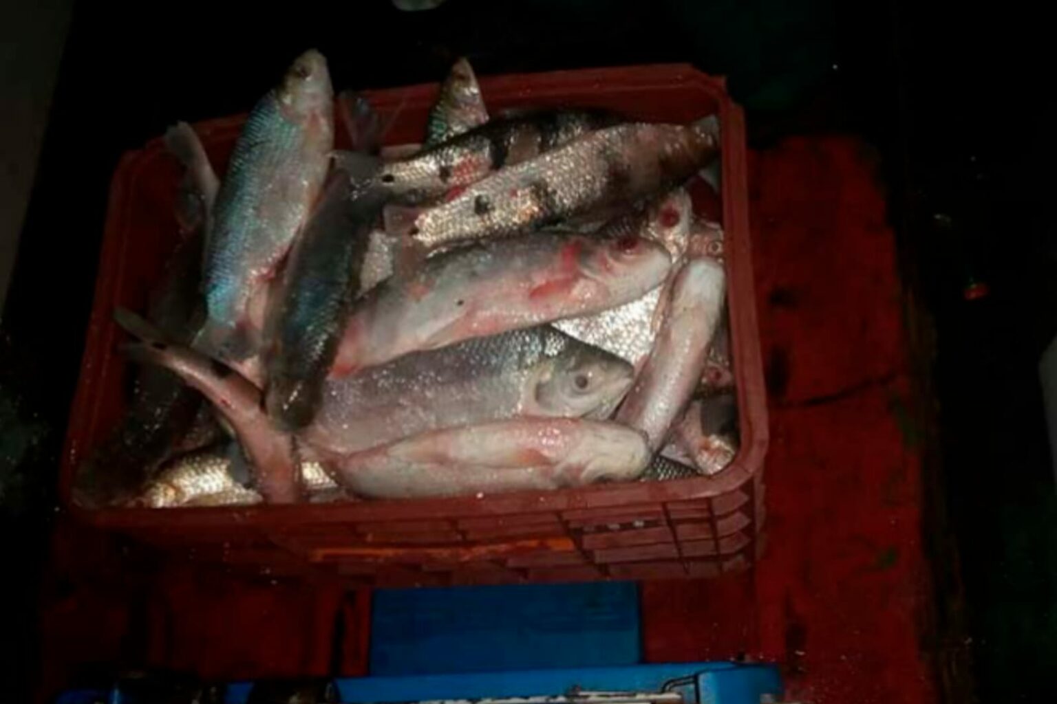 Polícia Ambiental apreende 3,5 toneladas de pescado em Santarém