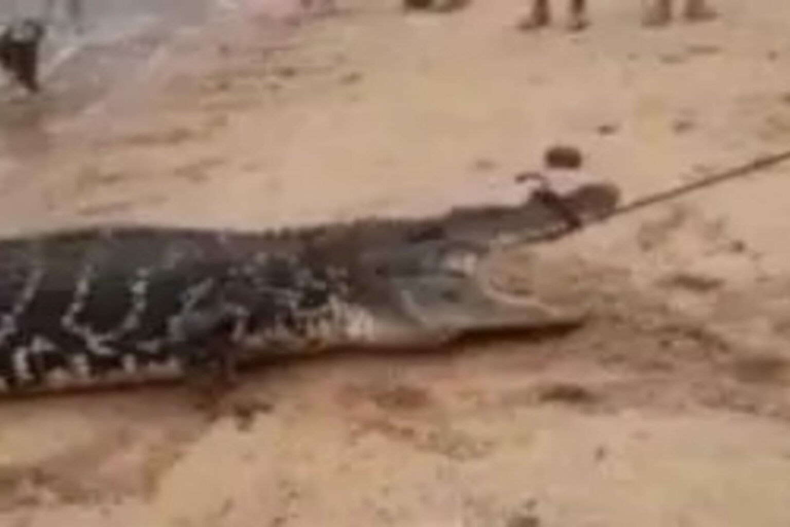 VÍDEO: Jacaré gigante é capturado em frente à orla de Alter do Chão