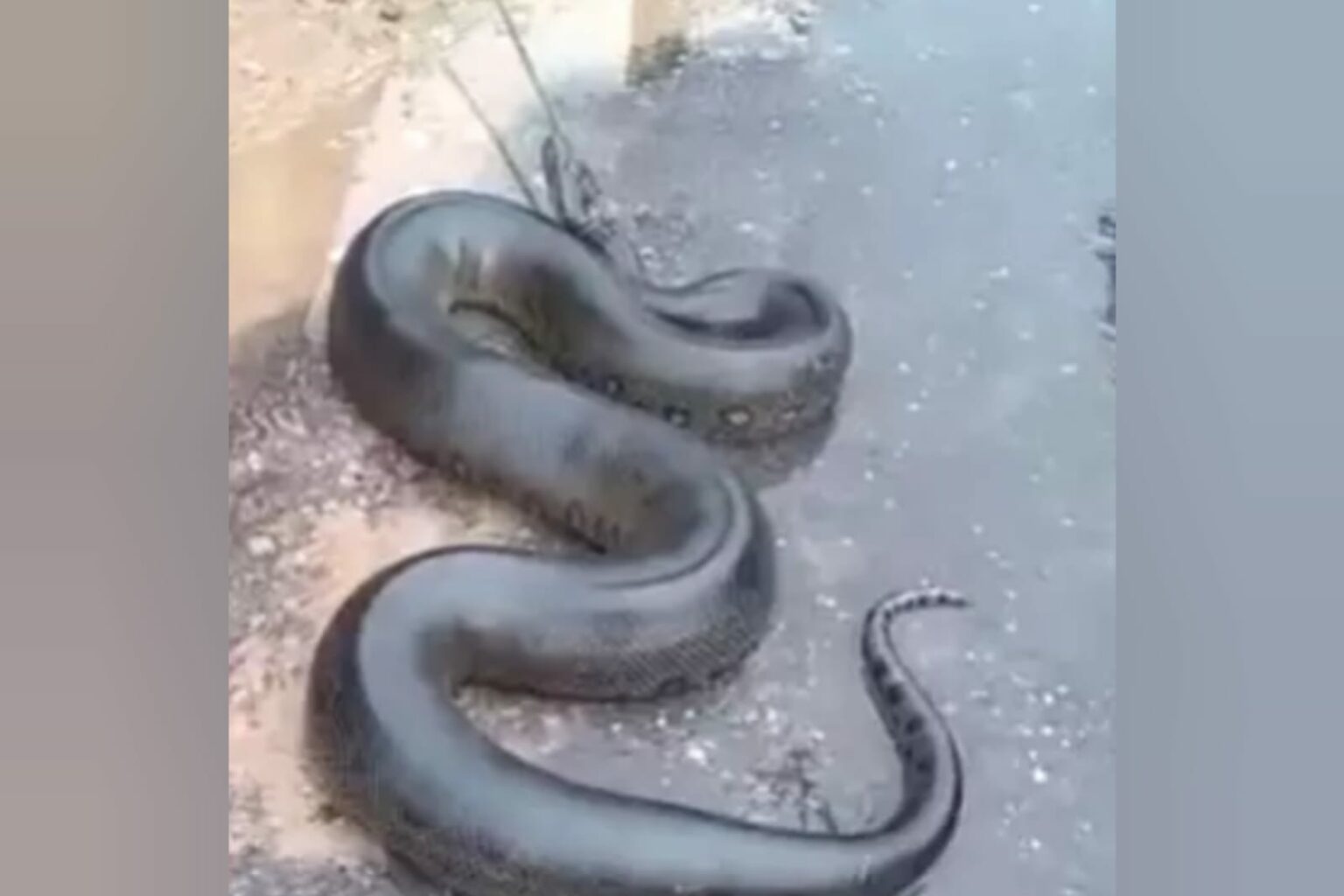 VÍDEO: Cobra é capturada por moradores no Pará