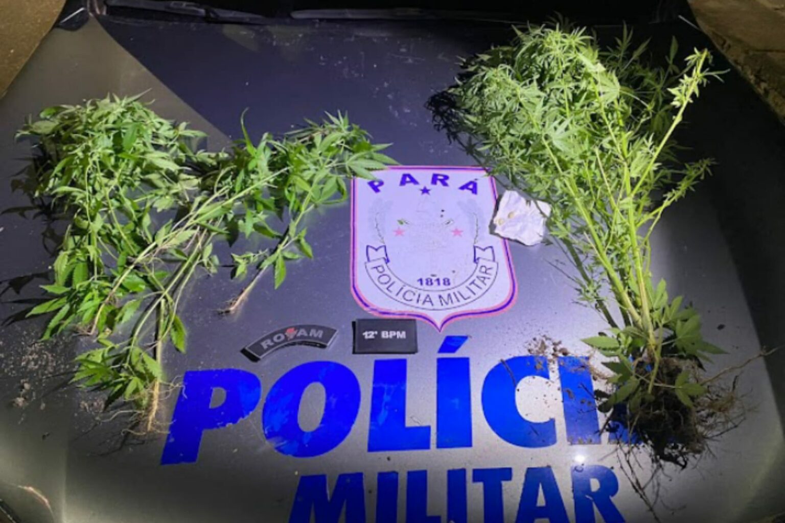 Homem é preso após ser flagrado com plantação de maconha no Pará