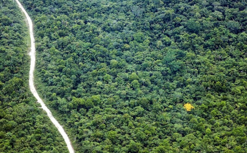Pará tem redução de 15% no desmatamento
