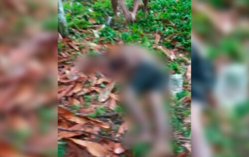 Jovem é filmado sendo executado a pauladas no nordeste do Pará
