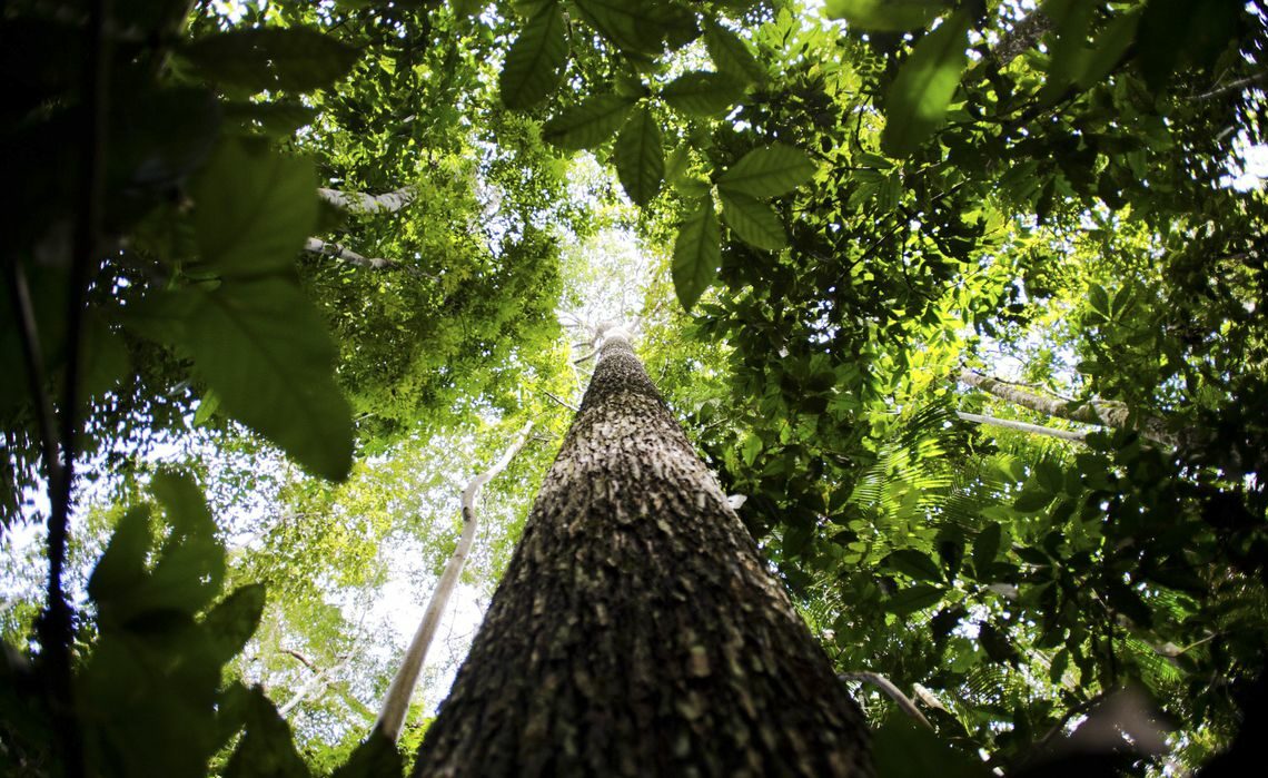 Brasil, Indonésia e Congo unem-se para preservar florestas tropicais