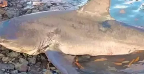 Tubarão é capturado e morto no Pará