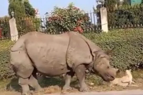 Vídeo de rinoceronte assustando cachorro em calçada viraliza na web