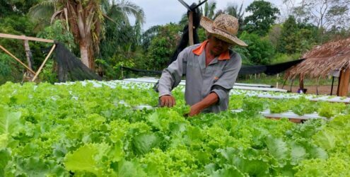 Mais de 8 mil famílias são atendidas pela Secretaria de Agricultura